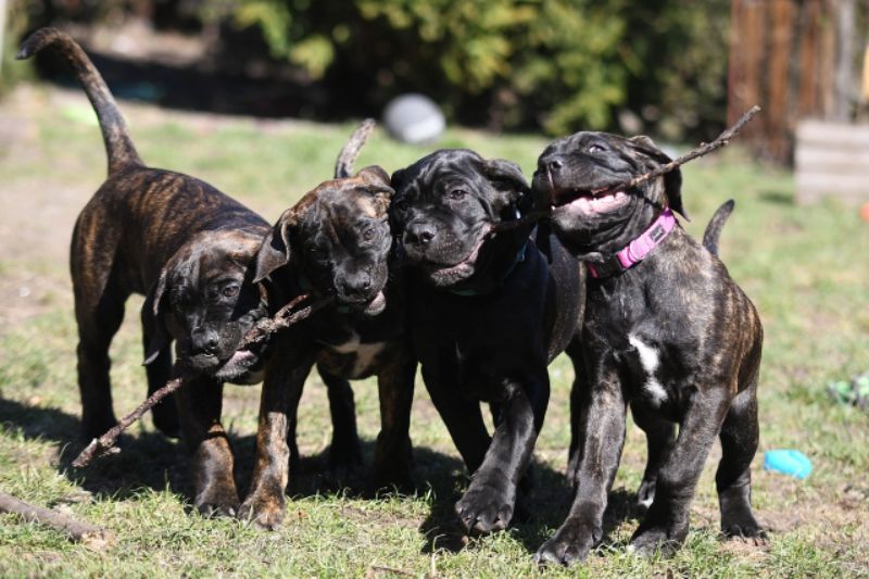 Corso per cani e padroni