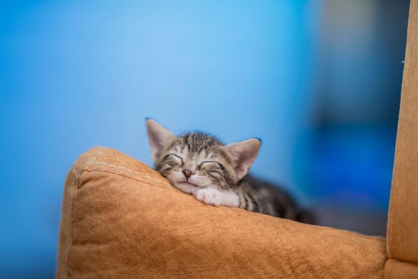 gatto